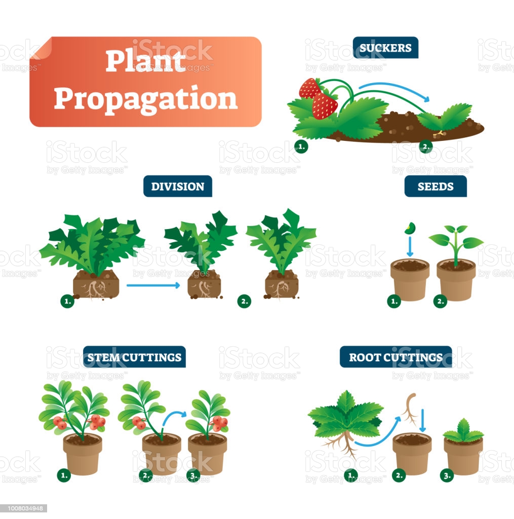 Importance of propagating Trees